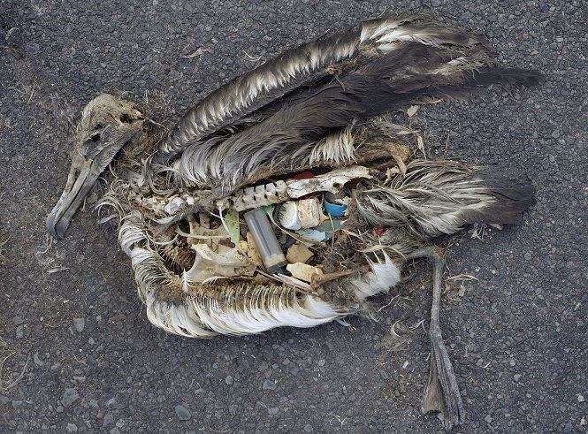 birdplasticobjects birdplasticobjects.jpg