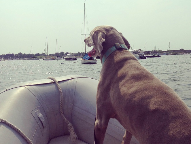 hayley-rescue hayley_rescue.jpg