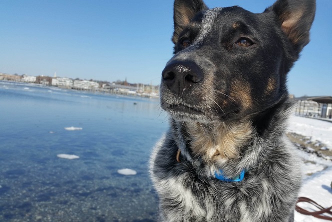 rio-rescue rio_rescue.jpg