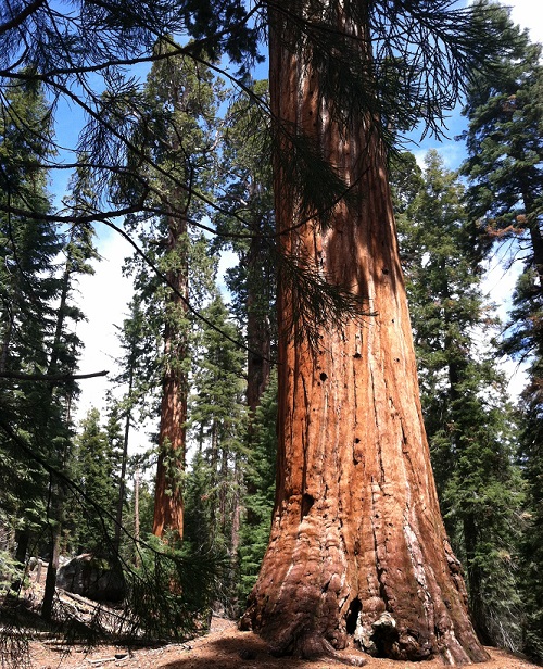 tree2 tree2.jpg